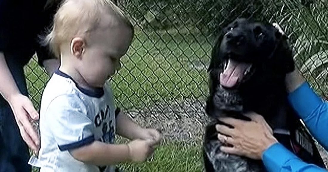 Pas spasio dječaka od dadilje koja je imala loše namjere