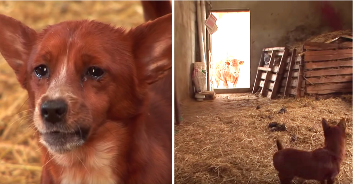 Obitelj je svjedočila nečem nevjerojatnom kada se njihov pas susreo s kravom
