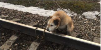 Psa vezali za prugu kako bi ga zgazio vlak