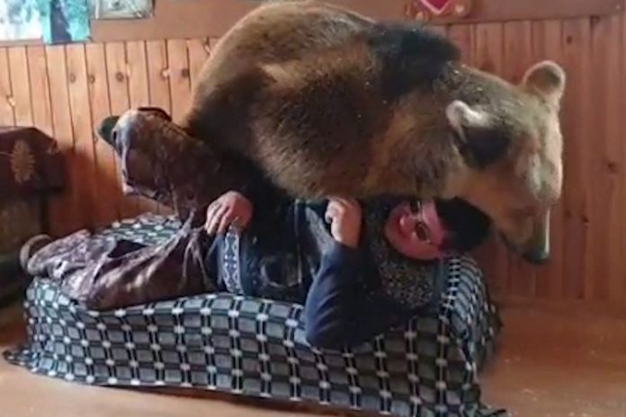 veliki medvjed Veliki medvjed se bori s vlasnikom za mjesto na kauču