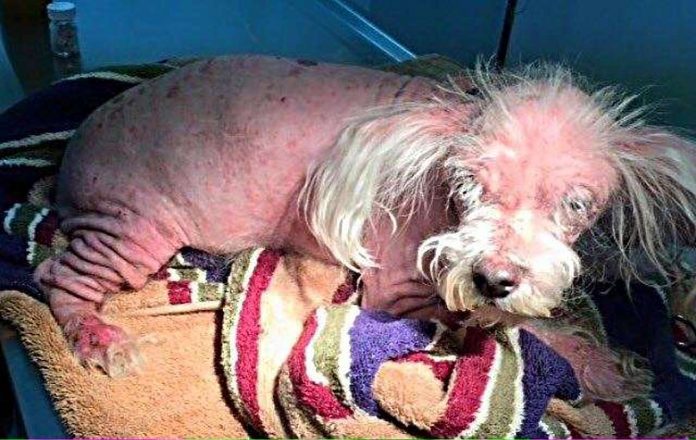 Dobby Gotovo da nije izgledao kao pas dok mu dobri anđeli nisu pružili drugu priliku