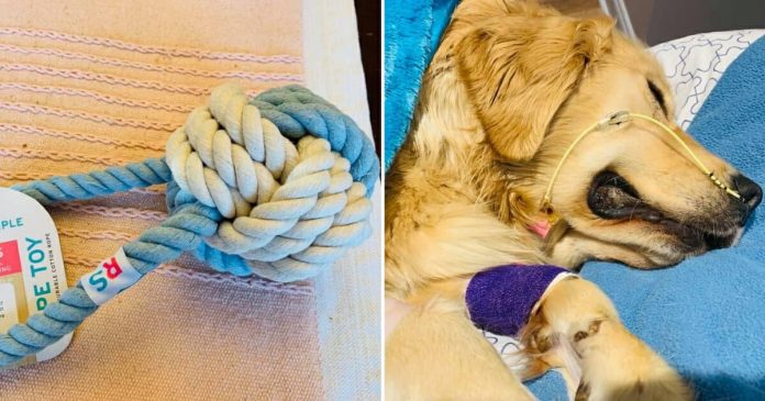Golden-Retriever-Chew-Toy Tužna vlasnica upozorava na opasnosti nečega što je njezin zlatni retriver pojeo i preminuo