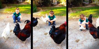 Dječak je ispružio ruke prema kokoši, a ono što je uslijedilo je uistinu predivno