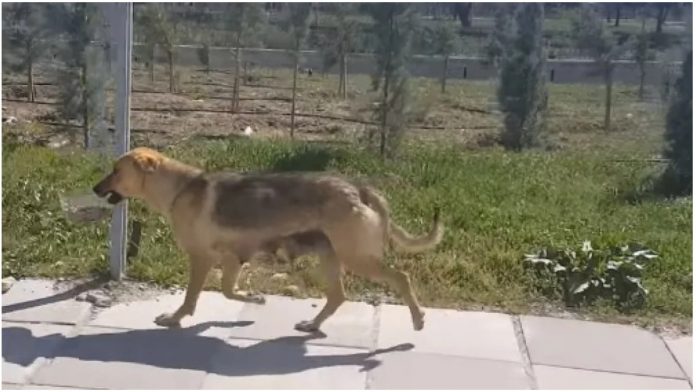 gladna lutalica Zanimalo ga je gdje gladna lutalica ide, a ono što je snimio je predivno