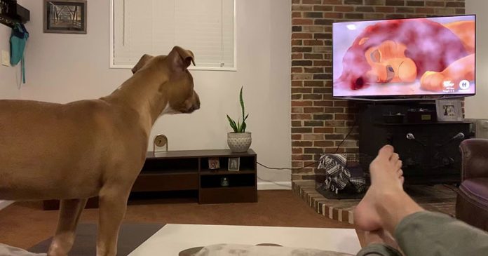 Osjećajni pas počeo plakati dok je gledao animirani film ''Kralj lavova''