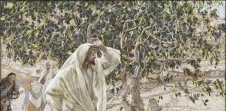 Pouka od stabla smokve koju je Isus prokleo