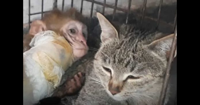 Mačka postala surogat majka napuštenoj bebi majmunu Mačka postala surogat majka napuštenoj bebi majmunu