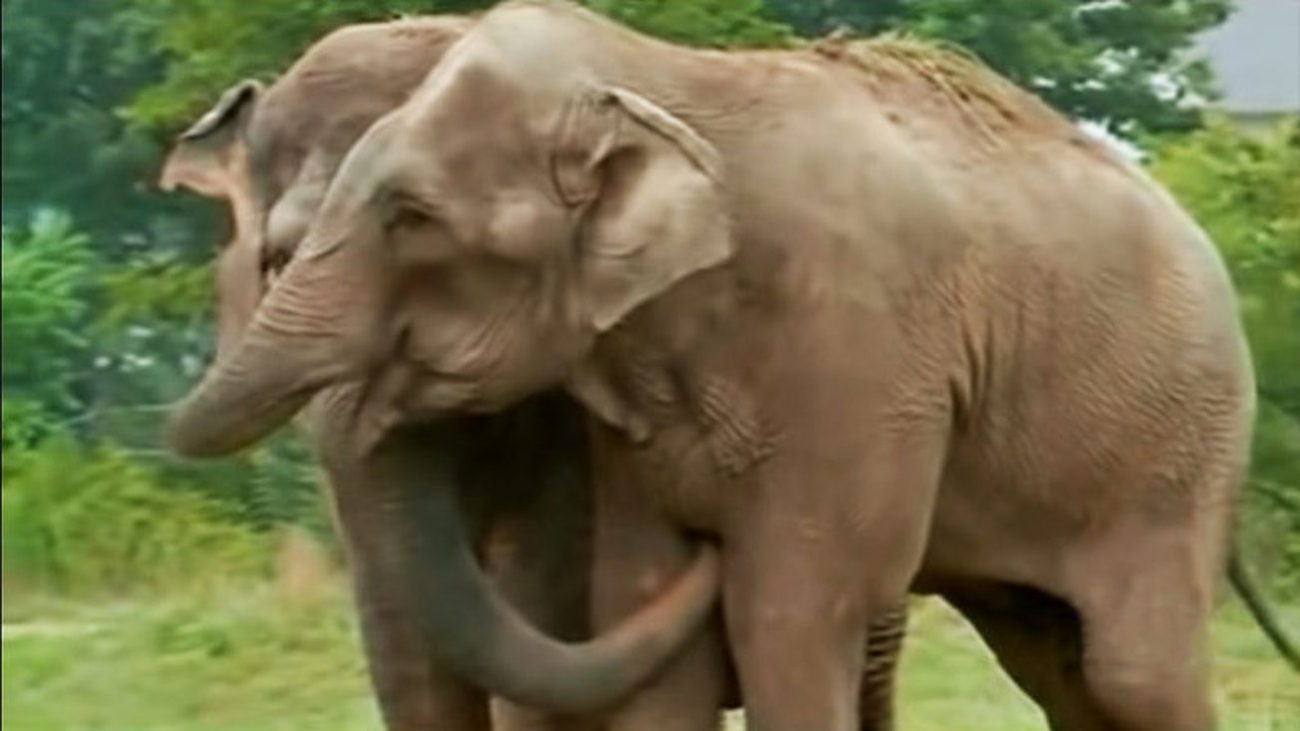 Slonovi su bili razdvojeni 20 godina, a onda su se ponovno sreli