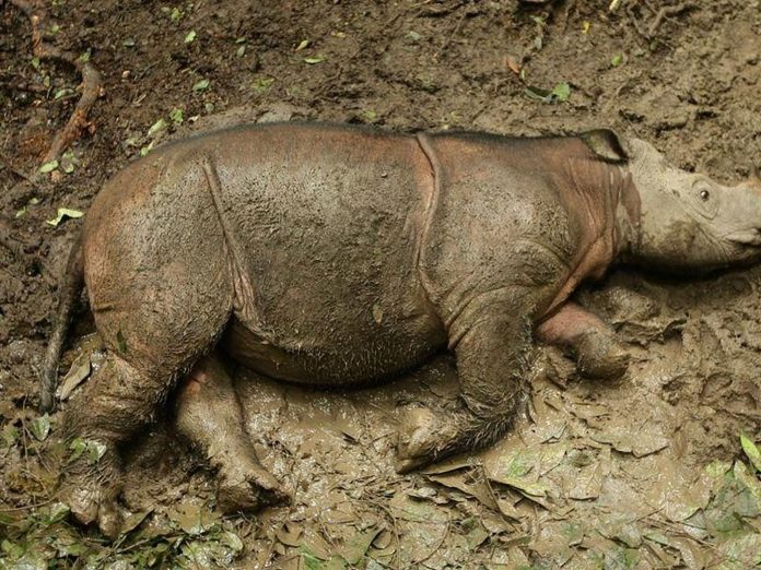 sumatranski nosorog Posljednji mužjak sumatranskog nosoroga je uginuo