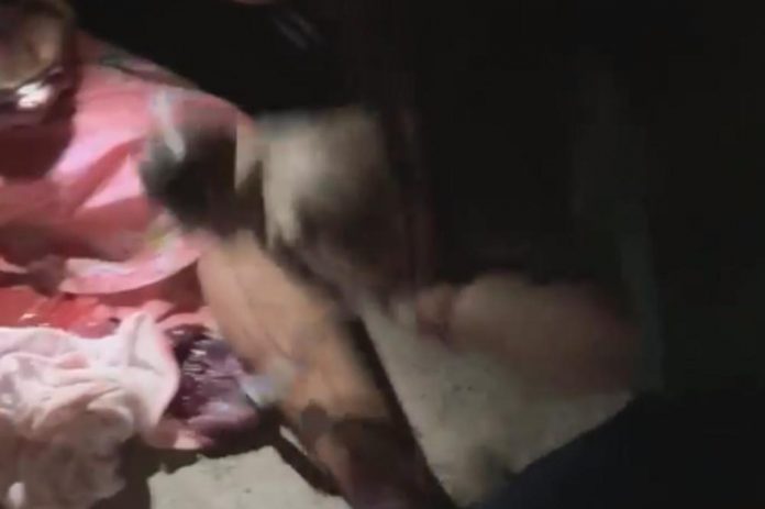 veterinarka spasila život bebi veterinarka spasila život bebi