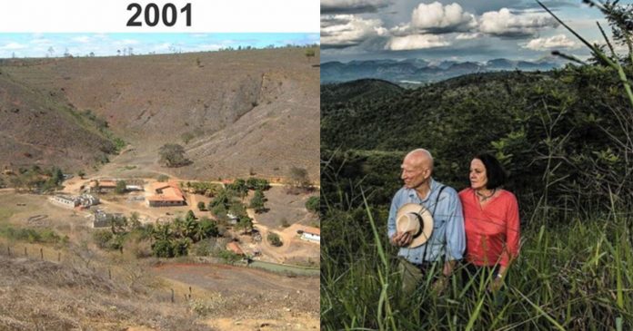Par je posadio drveće u pustoši - 20 godina kasnije, rezultat oduzima dah