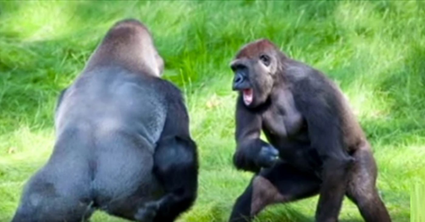 susret braća gorile