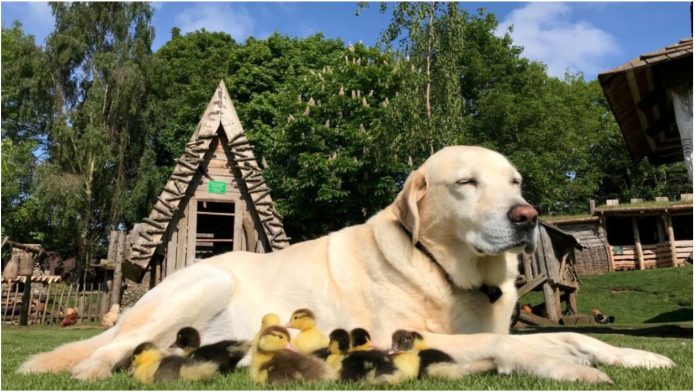 labrador pačići Labrador je prošle godine posvojio 9 pačiča, a sada je ponovno dirnuo svijet