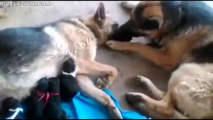 njemački ovčar ljubi ženku Dirljivi video: Mužjak njemačkog ovčara ljubi ženku koja se oštenila