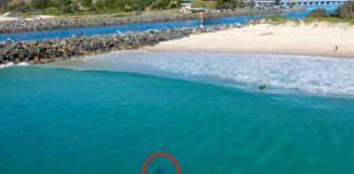 dron snimio morskog psa pored djece
