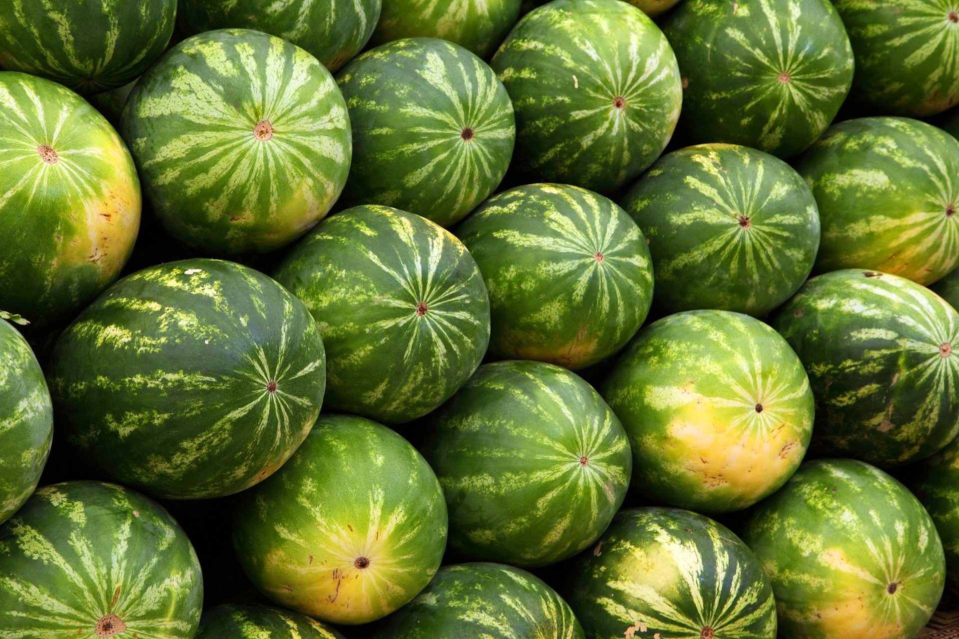 savjeti odabir savršene lubenice