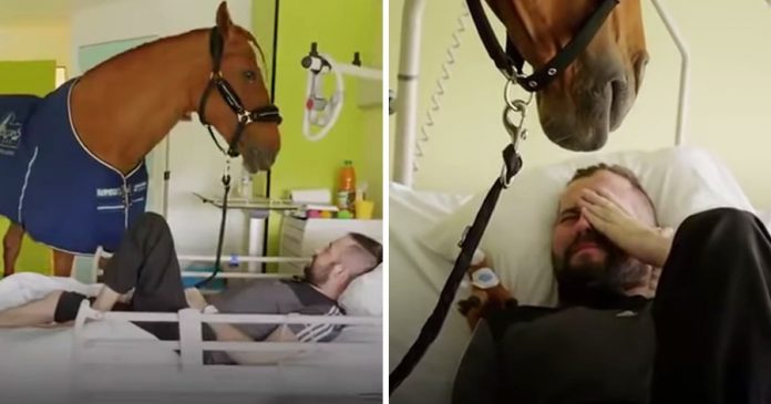 Peyo Ovaj konj donosi radost smrtno bolesnim pacijentima u bolnici