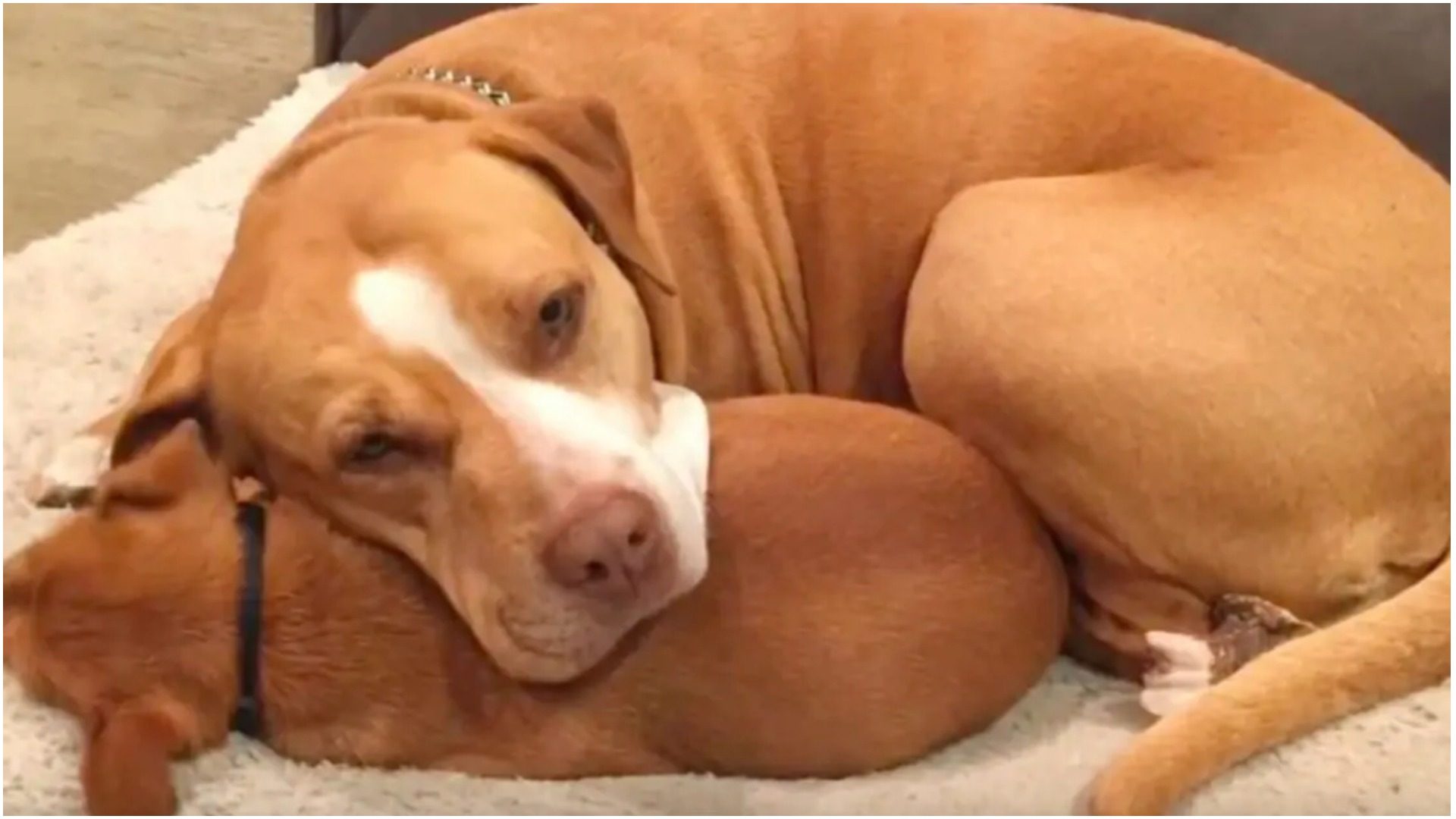 Pit bull ne želi napustiti azil za pse bez svog najboljeg prijatelja
