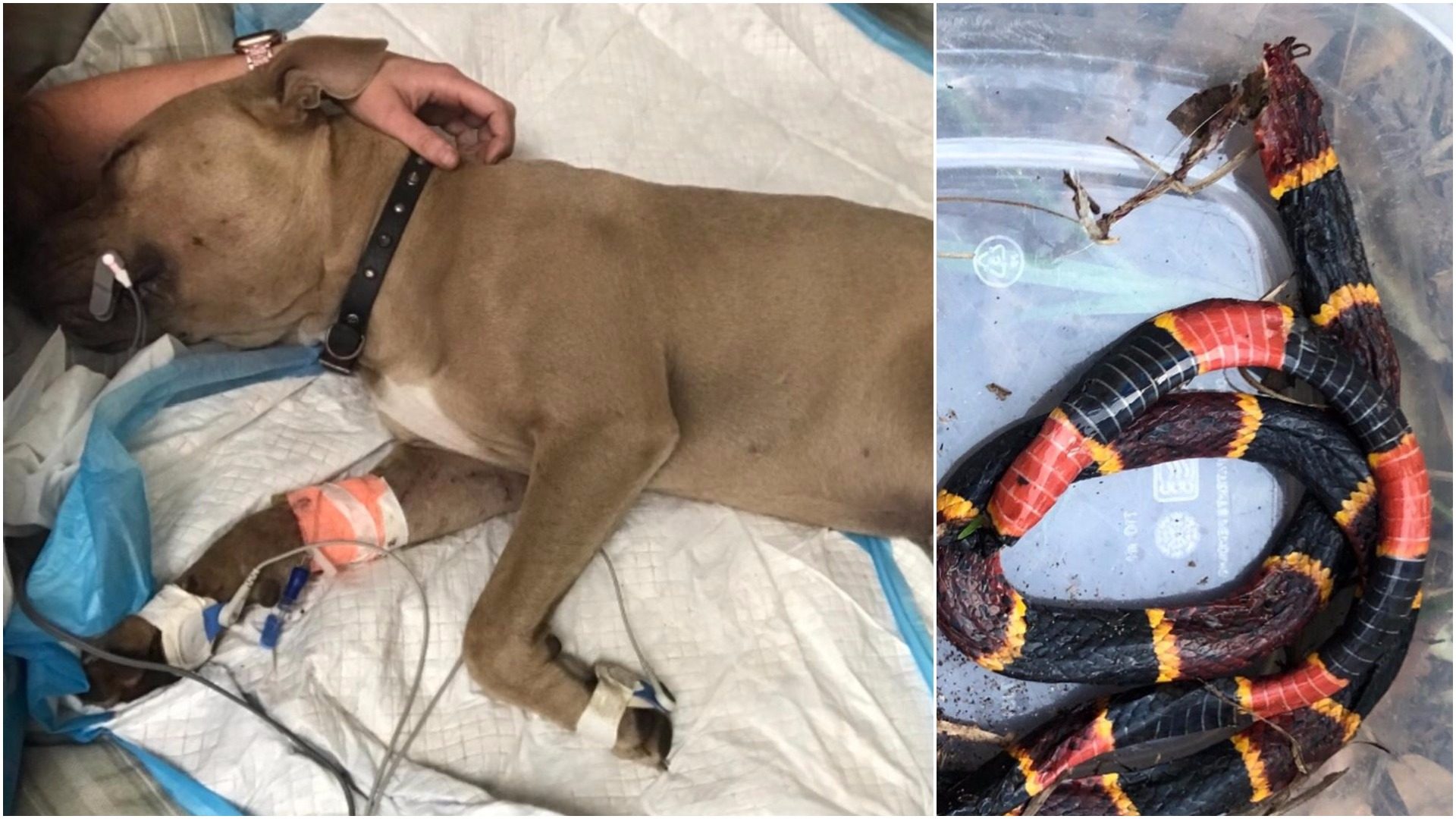 Hrabri pas je umro spašavajući dijete