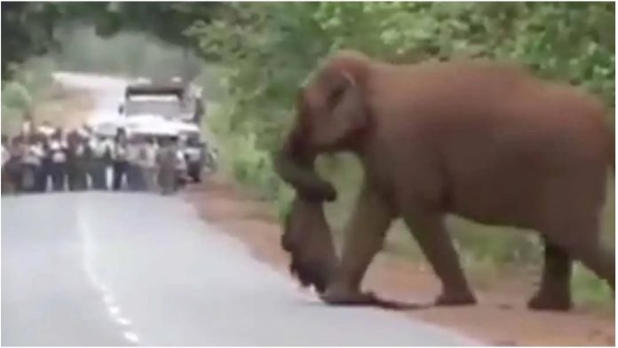 Slon je nosio mrtvo mladunče