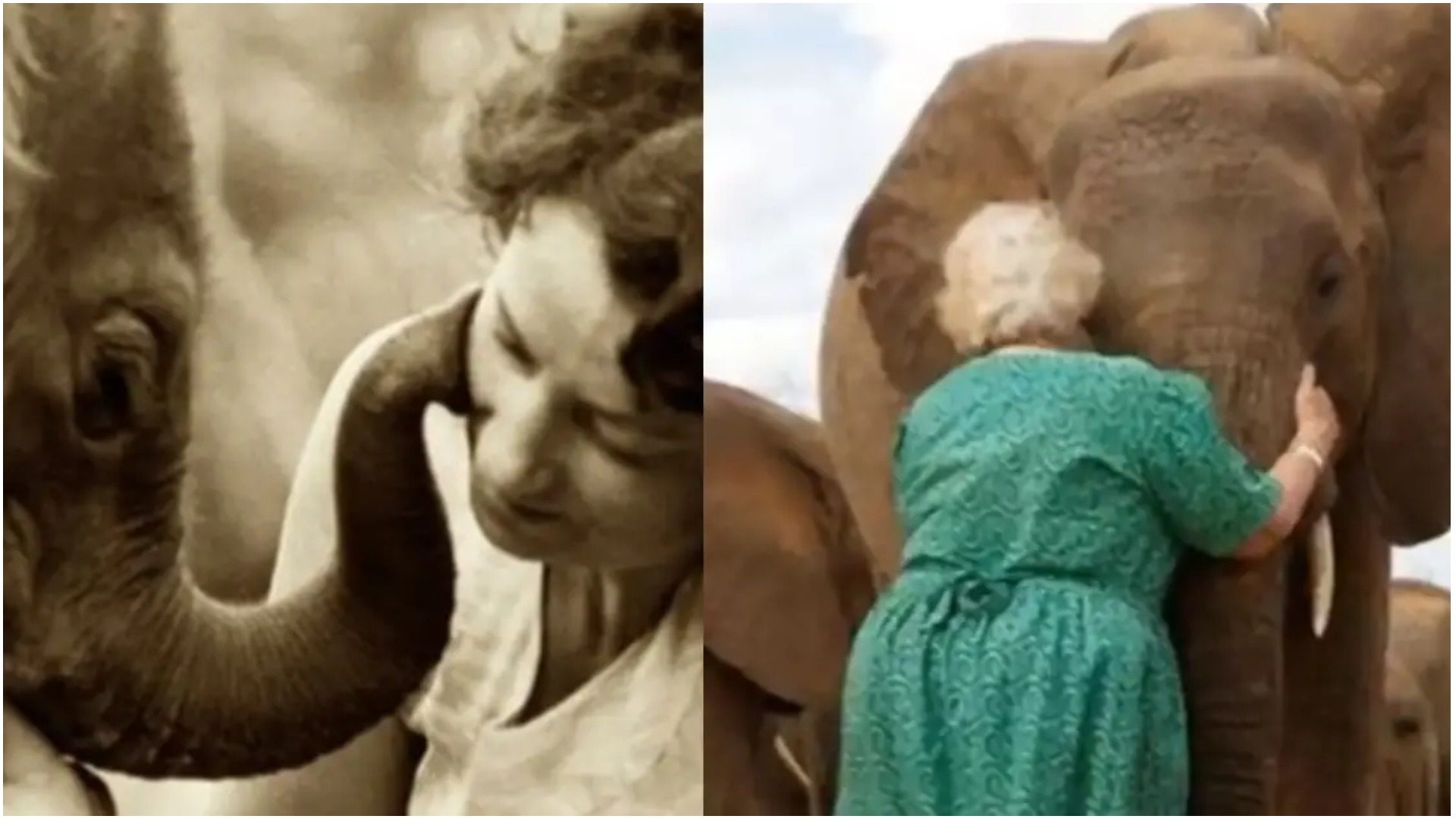 Slonovi stali u red kako bi zagrlili ženu koju godinama nisu vidjeli