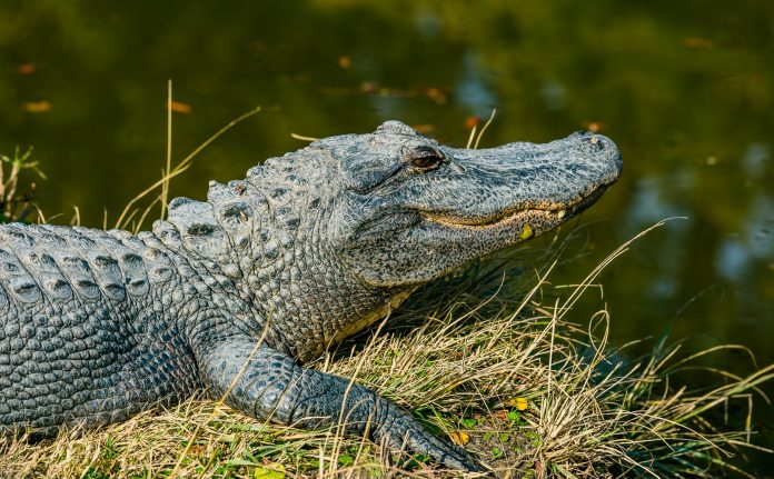 Krokodil je napao djevojčicu