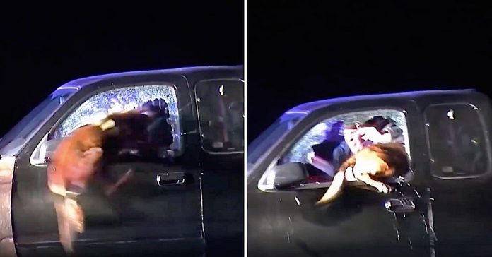Pas skočio kroz prozor automobila kako bi uhvatio nasilnika Pas skočio kroz prozor automobila kako bi uhvatio nasilnika