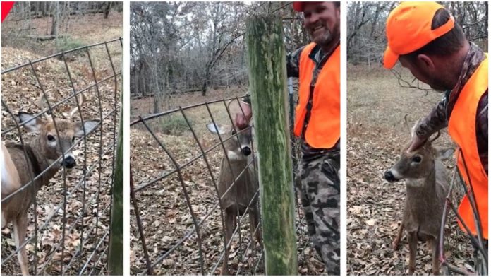Dva su lovca oslobodila zarobljenog jelena, a njegova reakcija ih je začudila