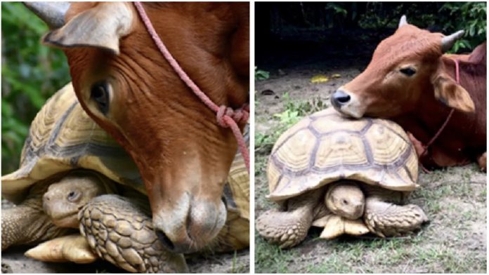 Divovska kornjača je upoznala tele bez noge
