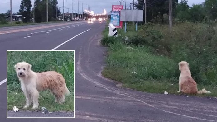 Pas je 4 godine na istom mjestu čekao vlasnike dok se oni nisu vratili