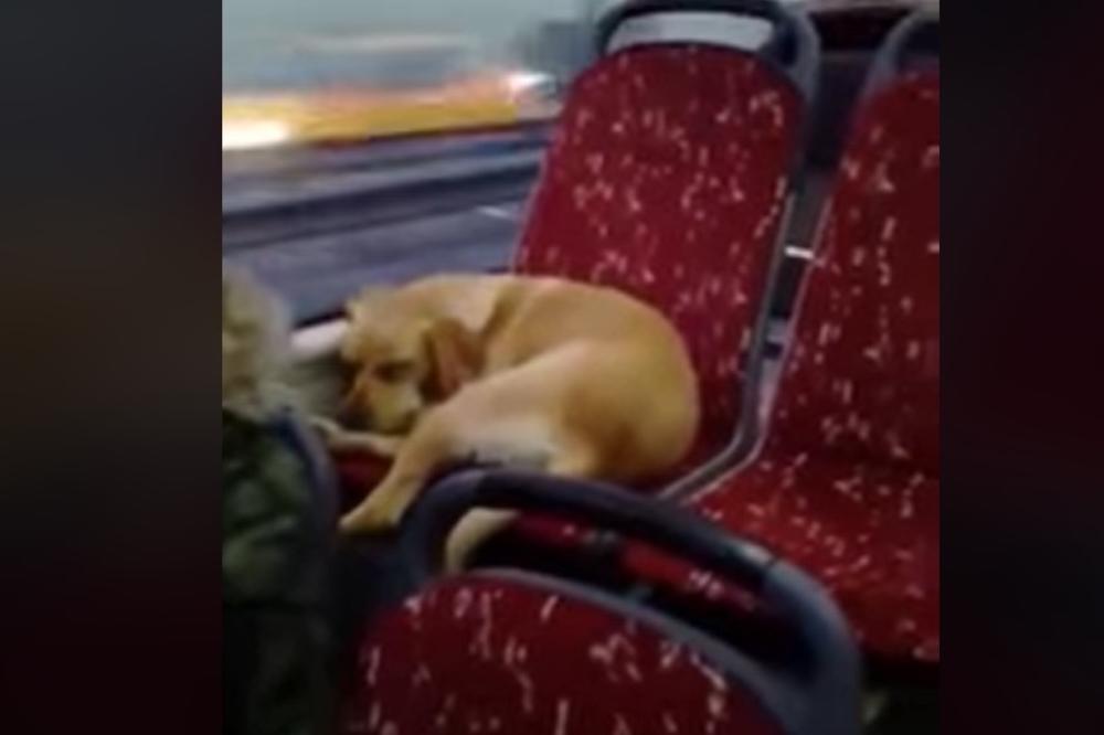 Promrzli pas je ušao u autobus, a njegova reakcija topi i najtvrđa srca