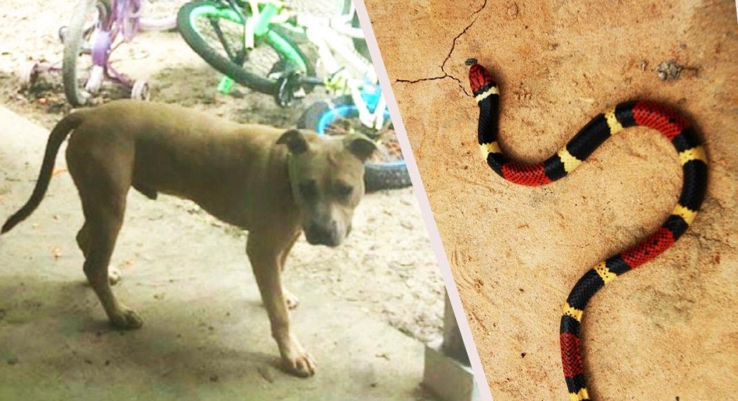 Pit bull spasio dvojicu dječaka od napada otrovne zmije