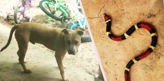 Pit bull spasio dvojicu dječaka od napada otrovne zmije