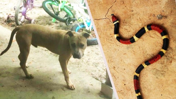 Pit bull spasio dvojicu dječaka od napada otrovne zmije