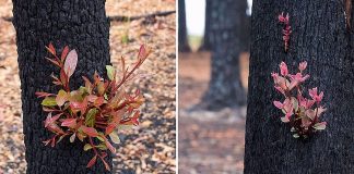 Predivne fotografije australske šume