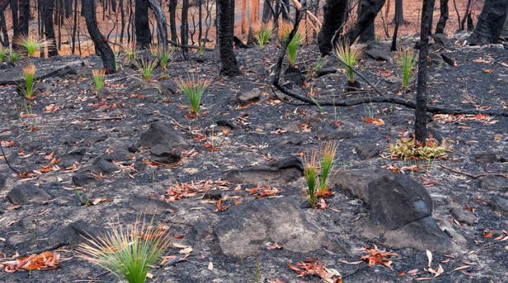 Australska šuma se obnavlja nakon požara 1