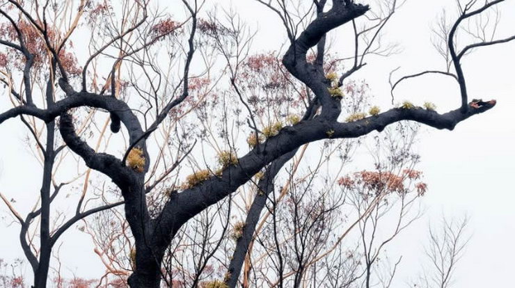Australska šuma se obnavlja nakon požara 2