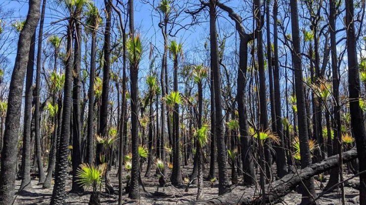 Australska šuma se obnavlja nakon požara 3