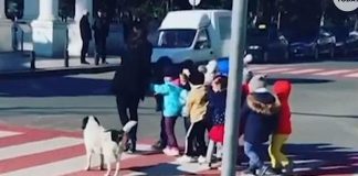 Pas lutalica pomogao djeci da sigurno prijeđu prometnu ulicu