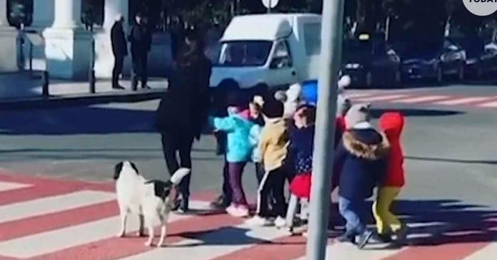 Pas lutalica pomogao djeci da sigurno prijeđu prometnu ulicu Pas lutalica pomogao djeci da sigurno prijeđu prometnu ulicu