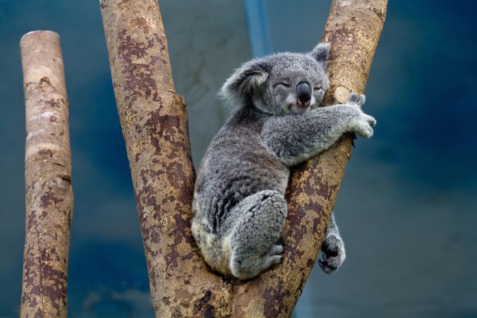 U Australiji uginulo čak 25 tisuća koala U Australiji uginulo čak 25 tisuća koala