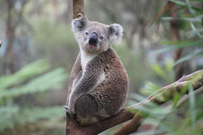 Tužna vijest iz Australije 480 milijuna životinja smrtno stradalo u požarima