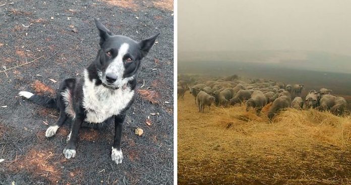 Hrabra kujica spasila stado ovaca od požara u Australiji Hrabra kujica spasila stado ovaca od požara u Australiji