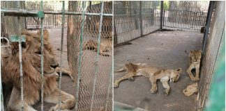 Fotografije gladnih lavova iz jednog zoološkog vrta šokirale svijet