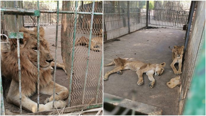Fotografije gladnih lavova iz jednog zoološkog vrta šokirale svijet