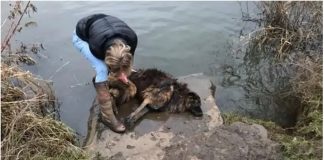 Prolaznica je pokušala spasiti psa