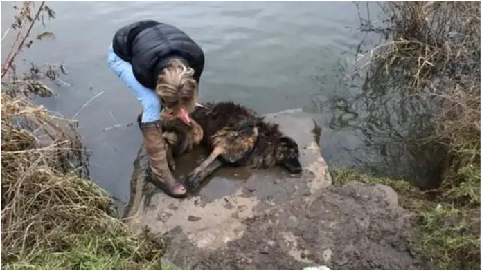 Prolaznica je pokušala spasiti psa