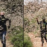 Invazija skakavaca biblijskih razmjera u Africi: