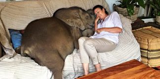 Žena je spasila malog slona od utapanja