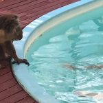 Koala se ušuljala u dvorište kako bi zamolila djevojku za poljubac